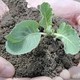 Biofermentos
