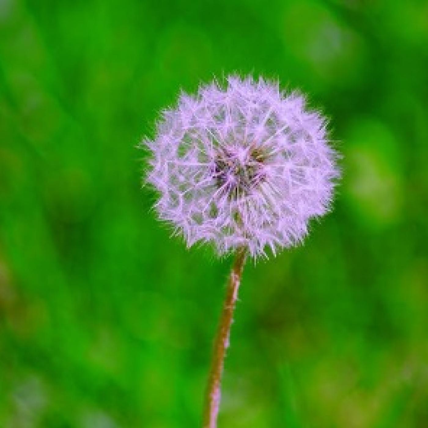 Ana María Losa- Meditaciones