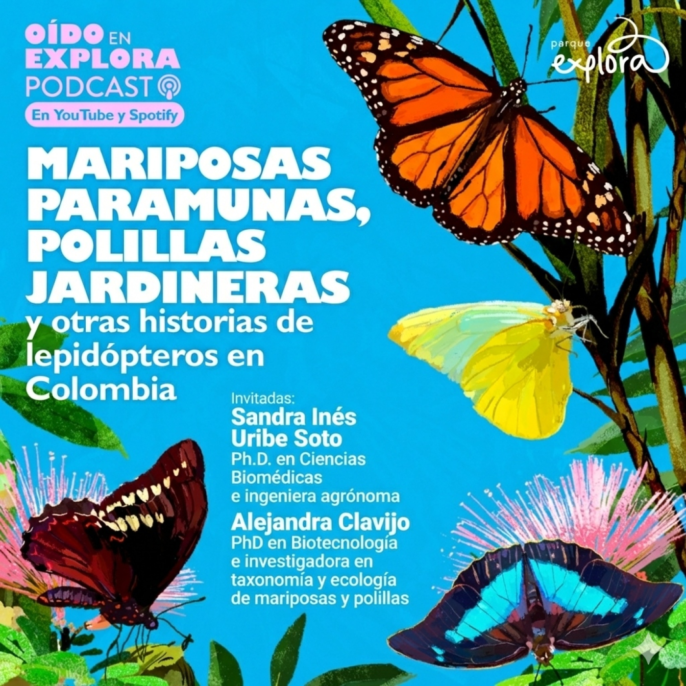 Mariposas paramunas, polillas jardineras y otras historias de lepidópteros en Colombia