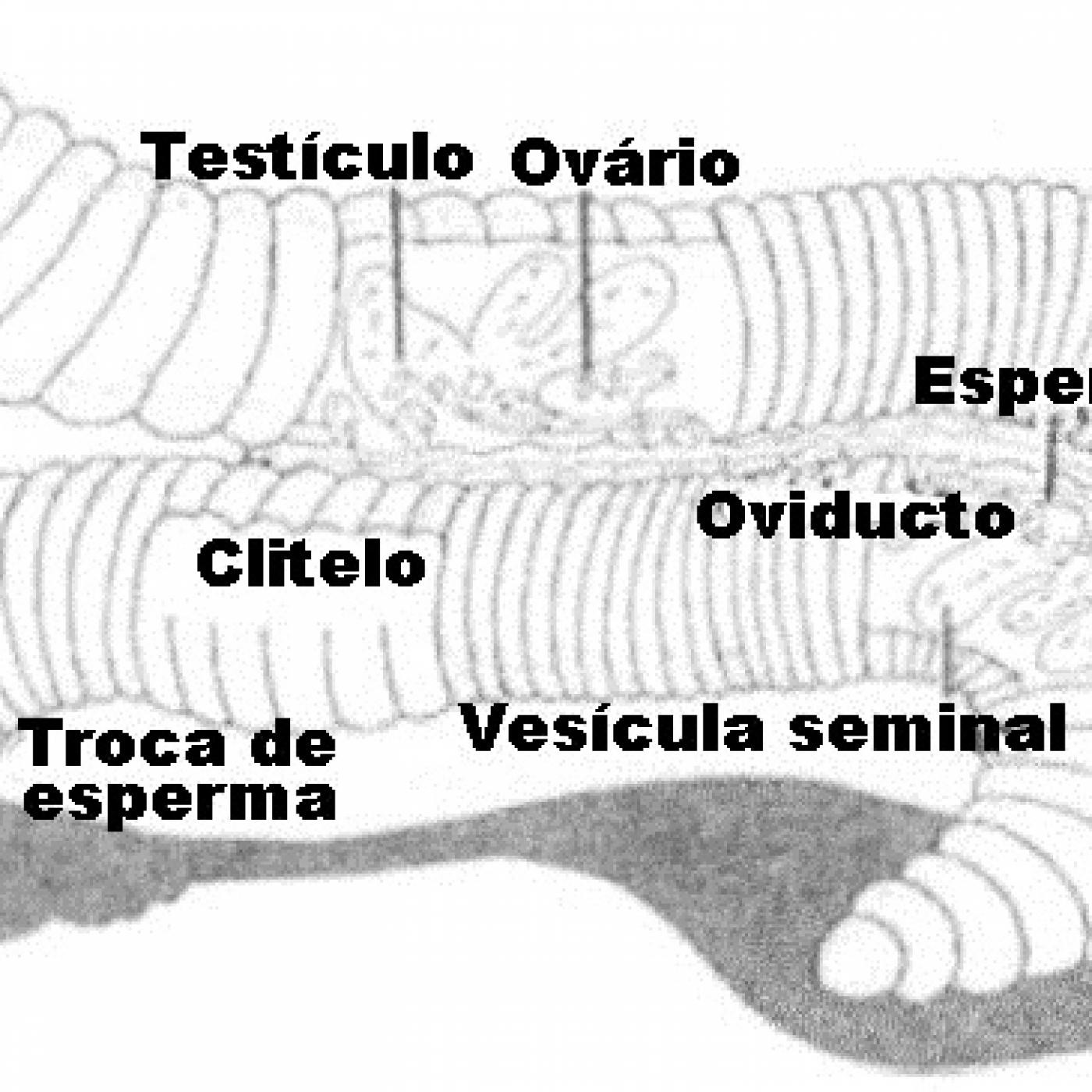 obecodalingua