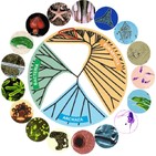 La Brújula de la Ciencia s04e35: Bacterias, arqueas, eucariotas: los tres dominios de la vida