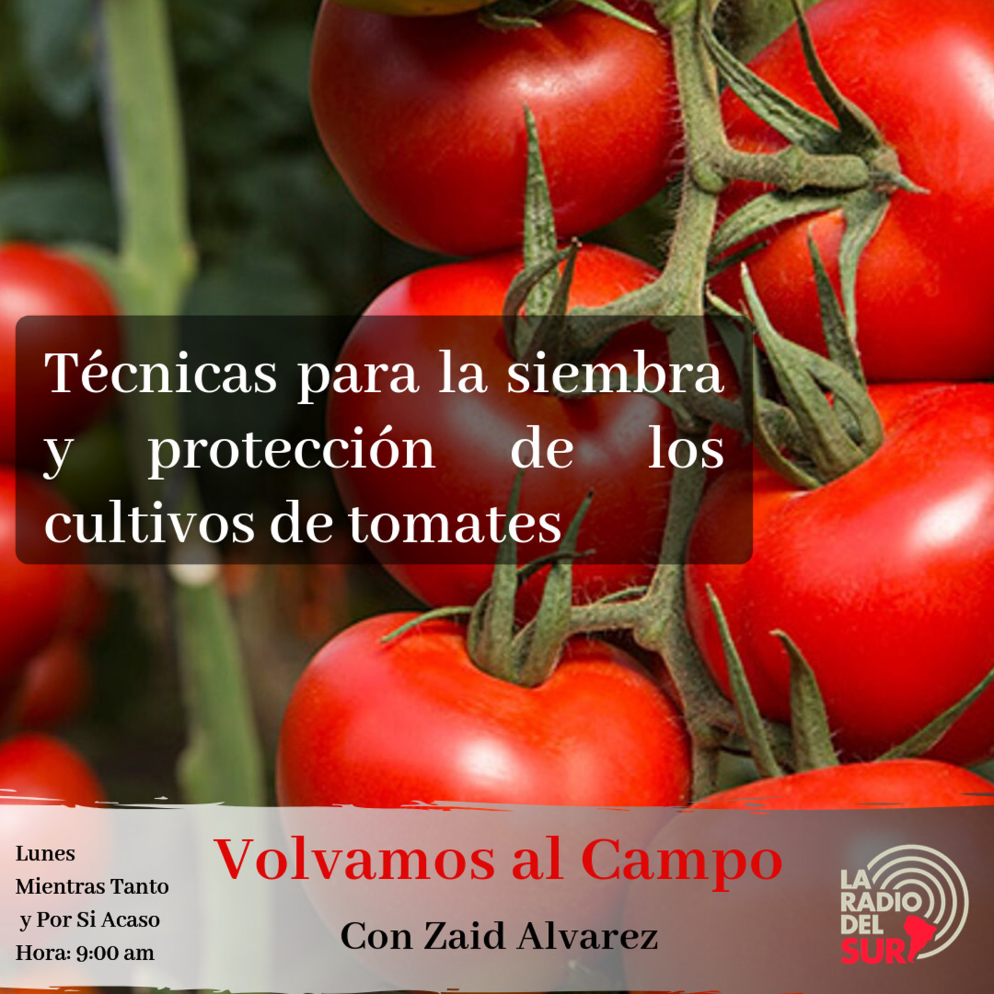 Columna Volvamos al Campo
