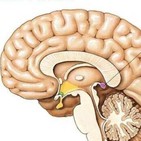 Cómo activar la glándula pineal