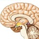 Cómo activar la glándula pineal