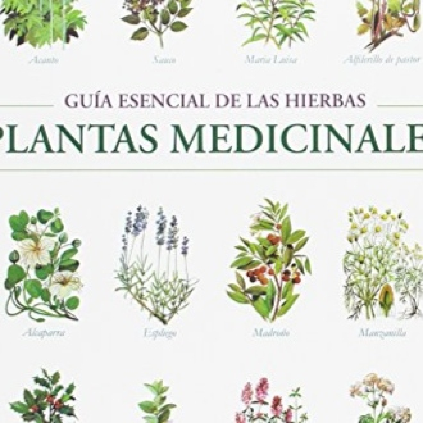 LAS 10 PLANTAS MEDICINALES IMPRESCINDIBLES PARA TENER EN CASA - 1ª PARTE - 4 x 29 episode artwork