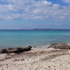 ¿Sabes que es la Posidonia?