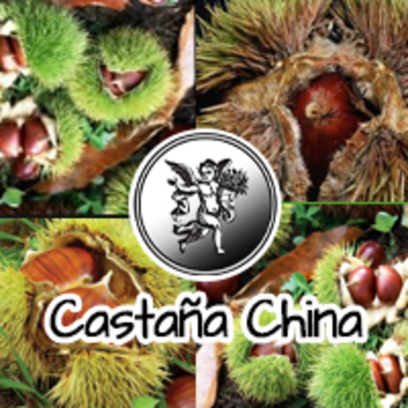 El Angel de tu Salud - CASTAÑAS CHINAS *** episode artwork