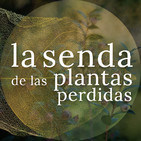 La corona del verdor eterno: Myrtus communis {La Senda de las Plantas Perdidas}