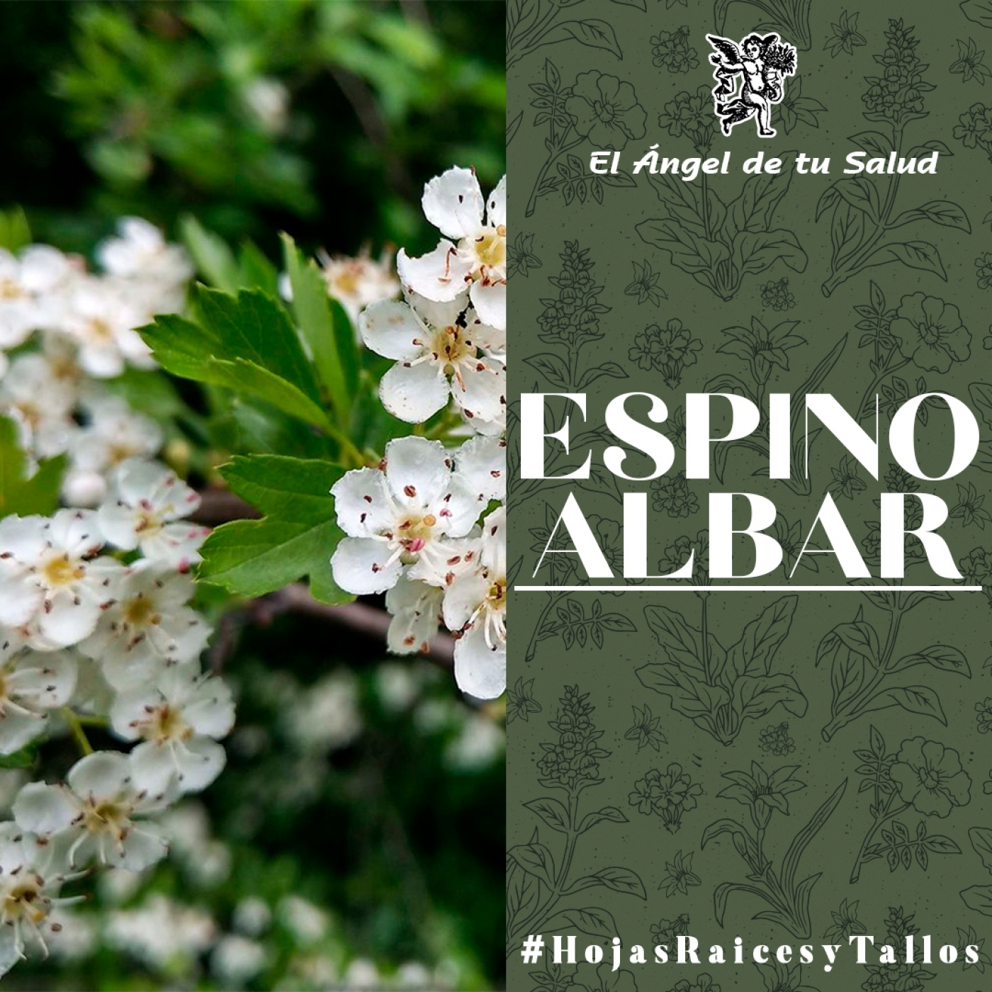 El Ángel de tu Salud - Espino Albar** episode artwork