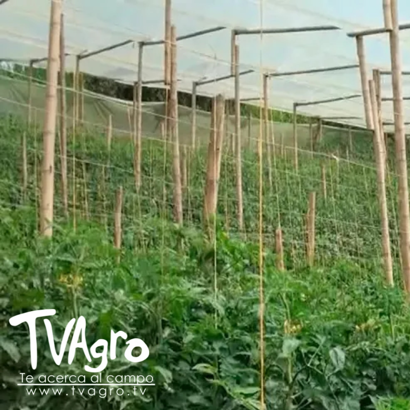 TV AGRO