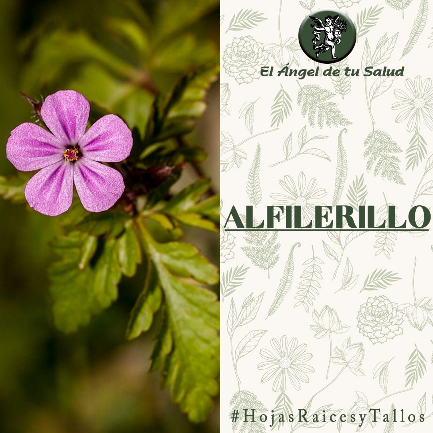 El Ángel de tu Salud - Alfilerillo** episode artwork