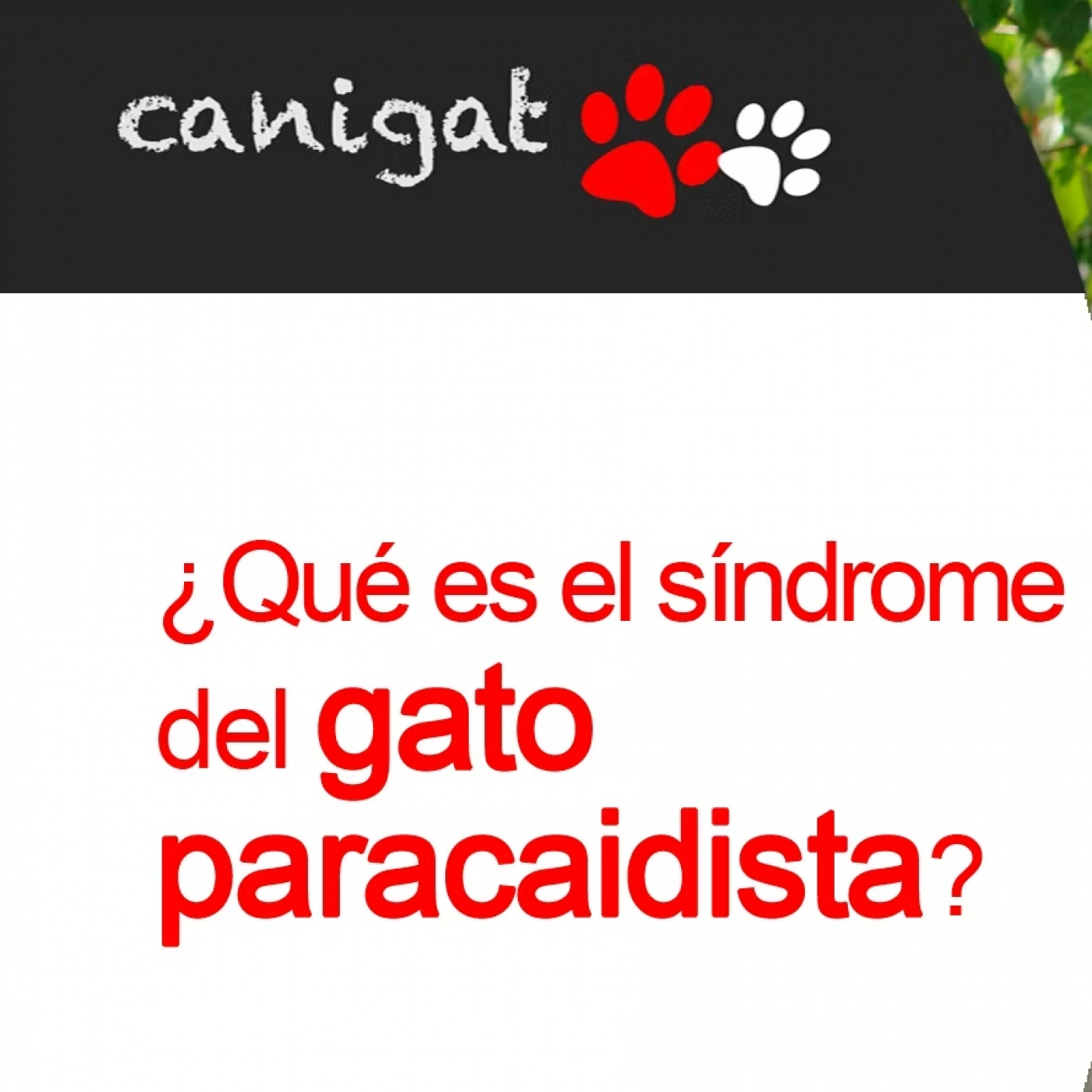 Consejos veterinarios de perros y gatos by canigat