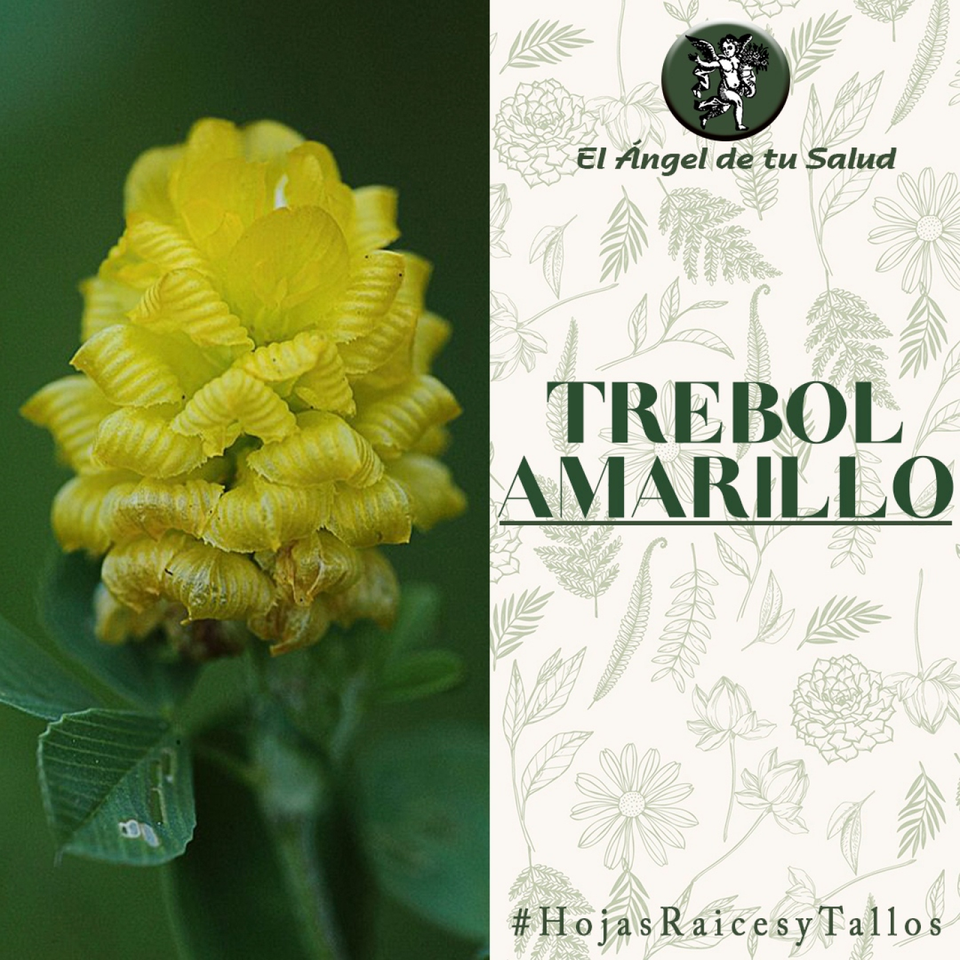 El Ángel de tu Salud - Trébol Amarillo**