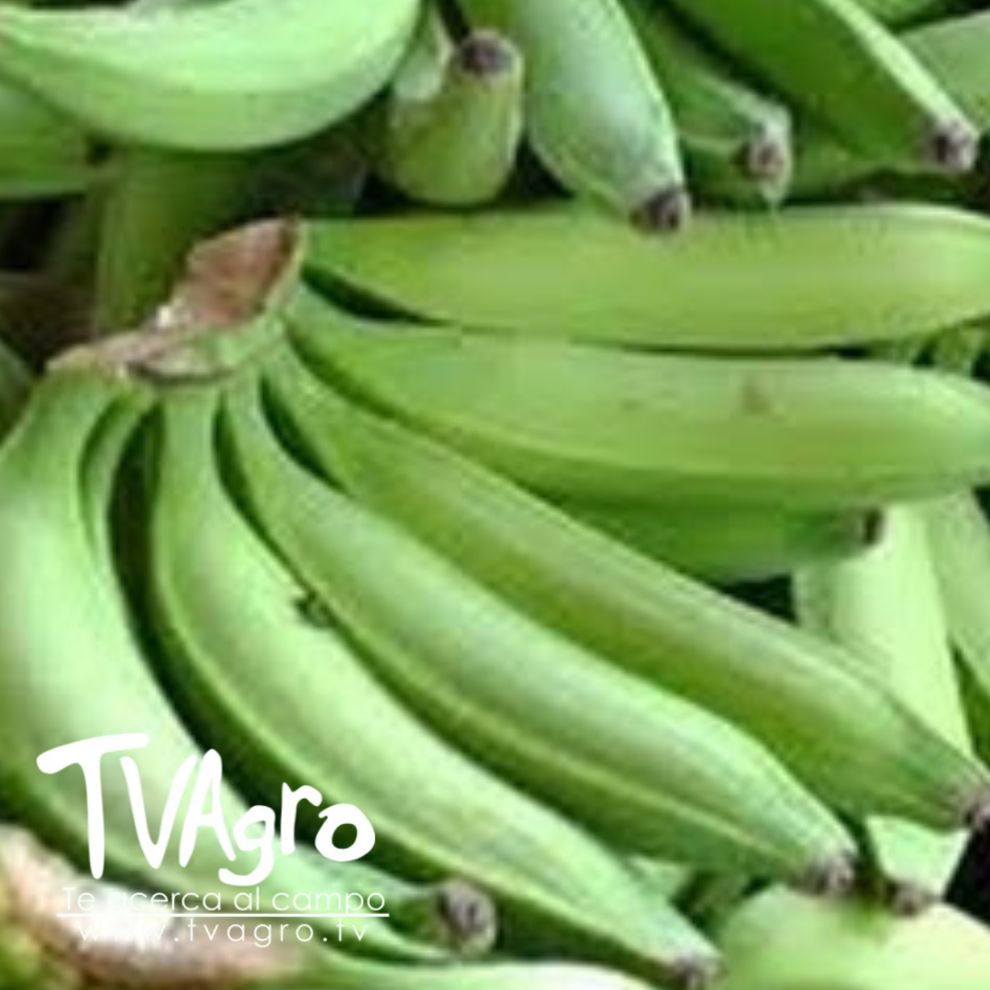 TV AGRO