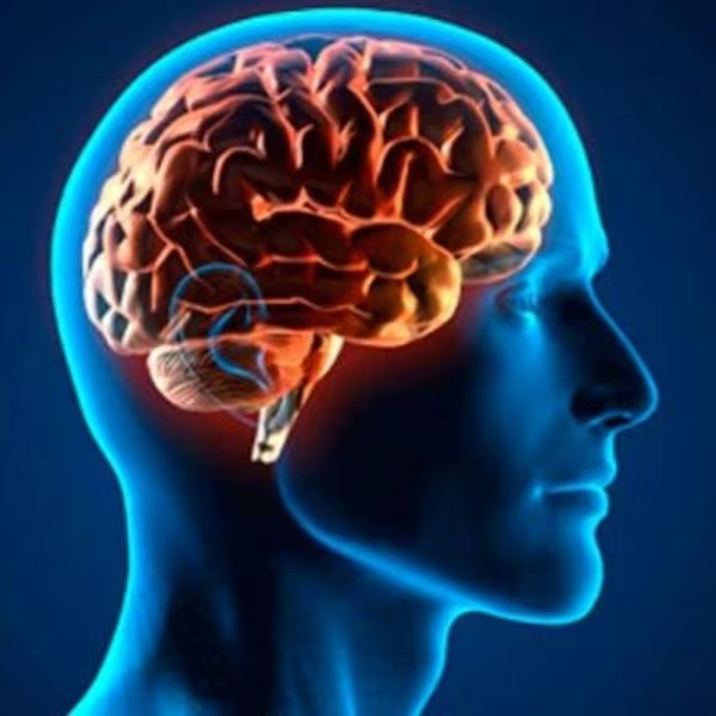 1021 - Secretos del Cerebro: el misterio de por qué está aumentando de tamaño en las últimas décadas