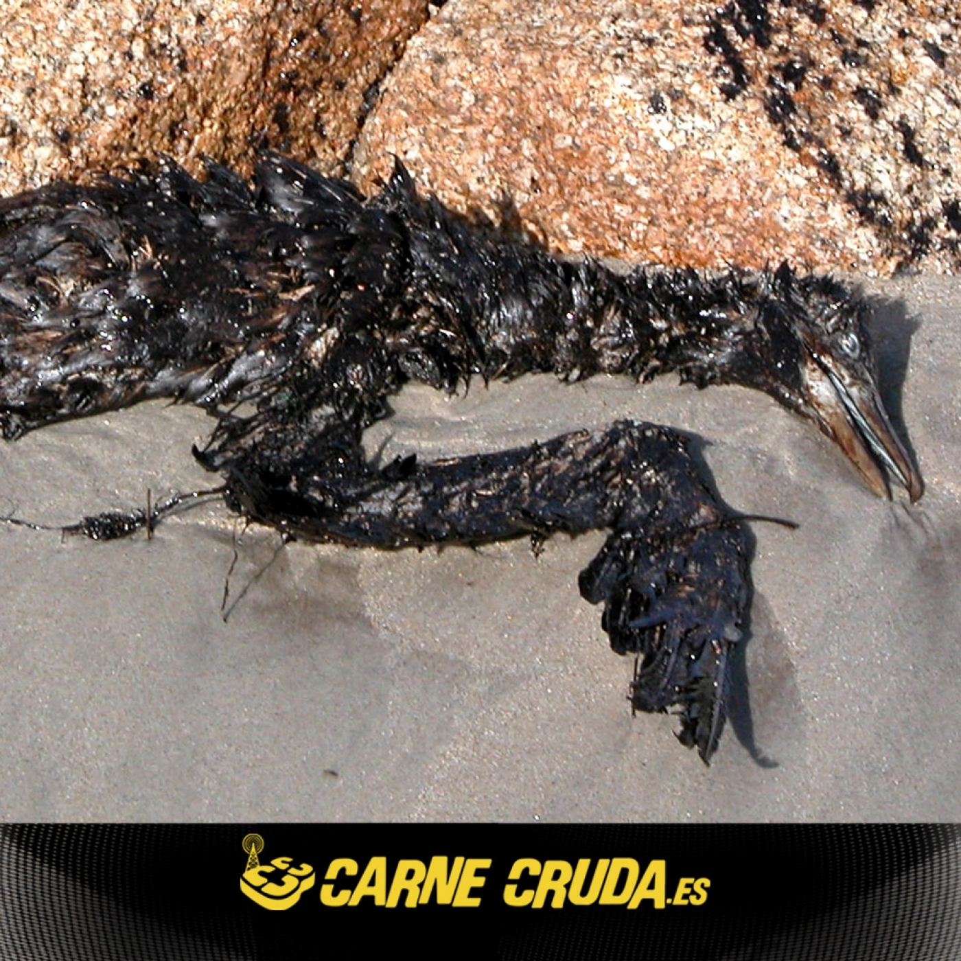 El Prestige: memoria de una catástrofe (CARNE CRUDA #1091)