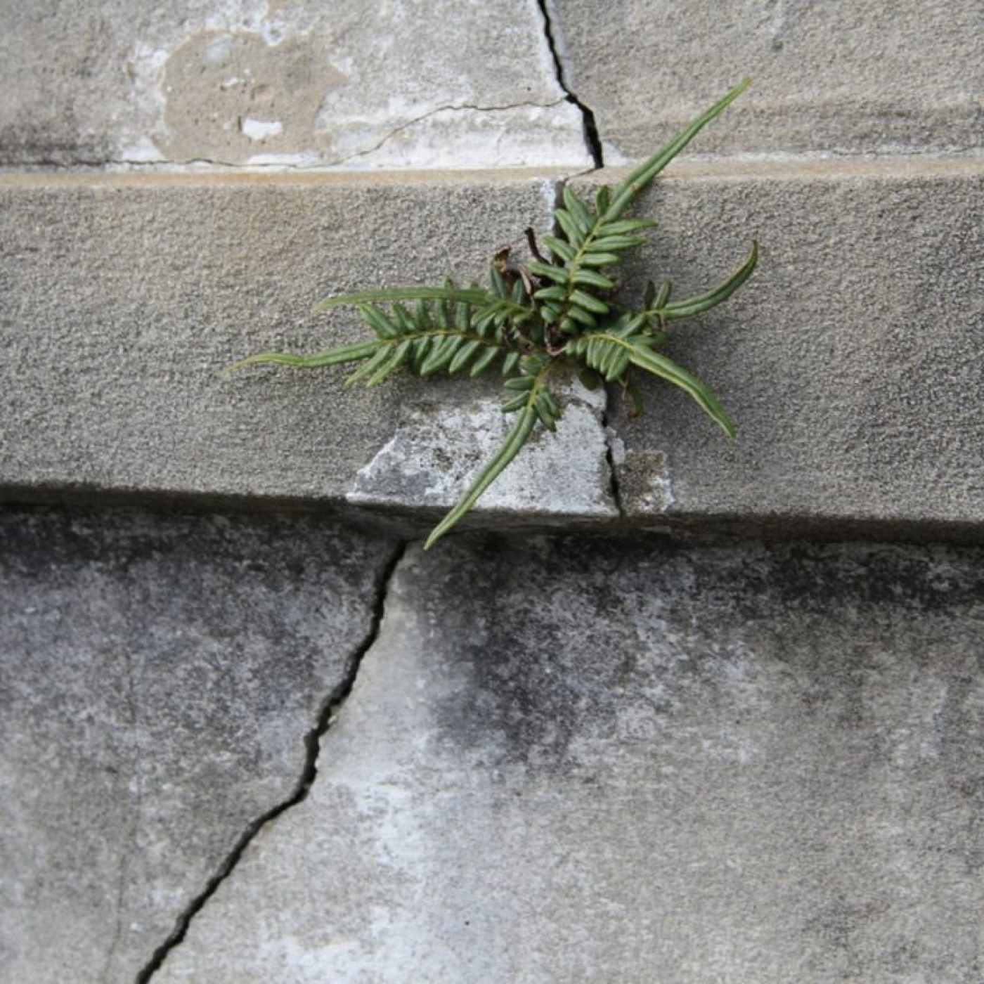 La planta mínima, de Juan F. Rivero episode artwork