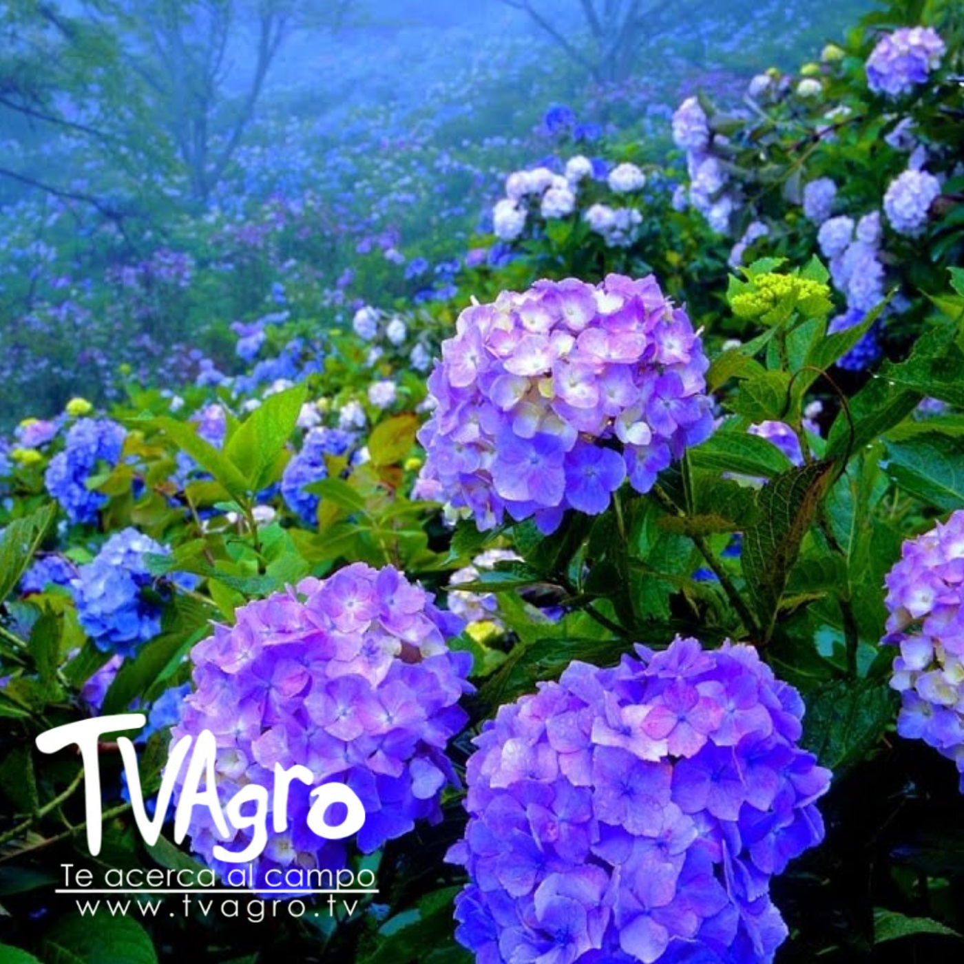 TV AGRO