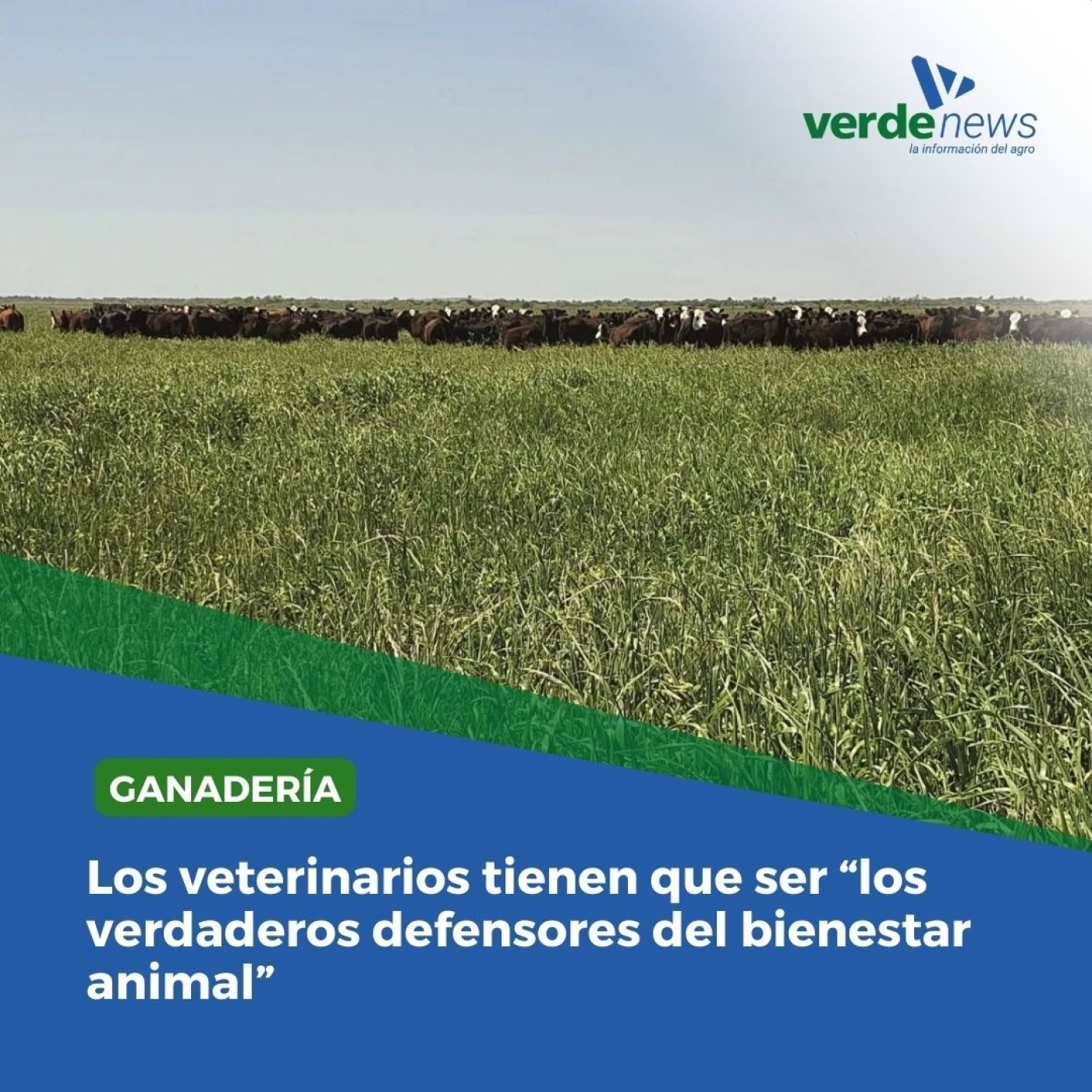 Leopoldo Estol - Mesa Argentina de Carne Sustentable 01/10/24 episode artwork