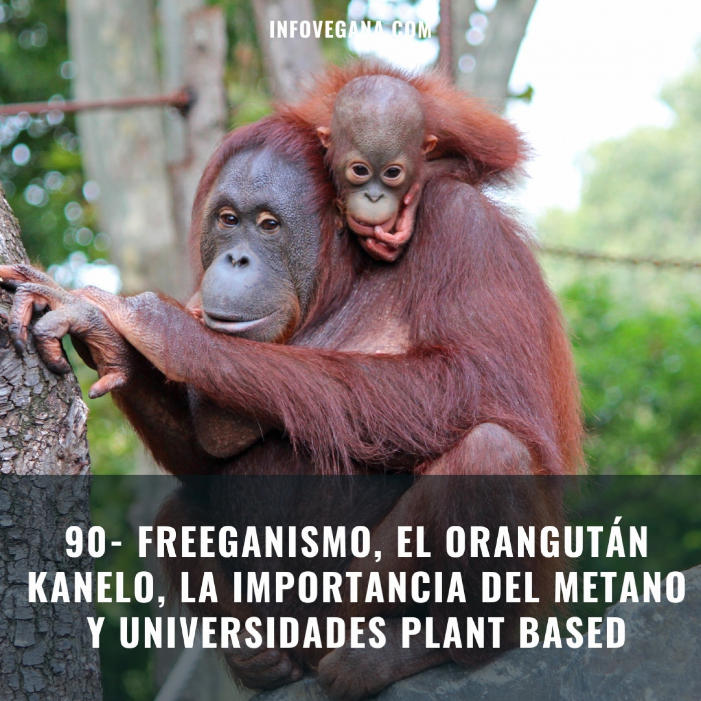 Infovegana, podcast de veganismo y sostenibilidad