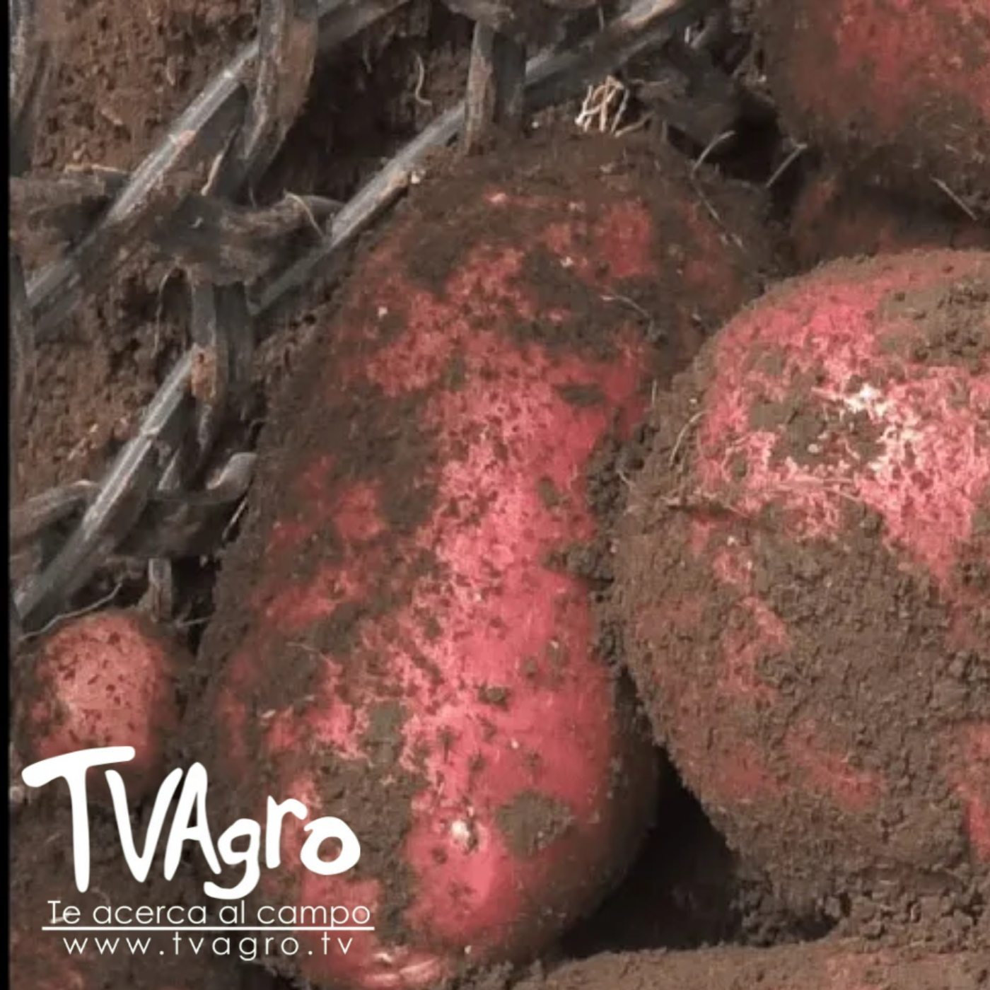 TV AGRO