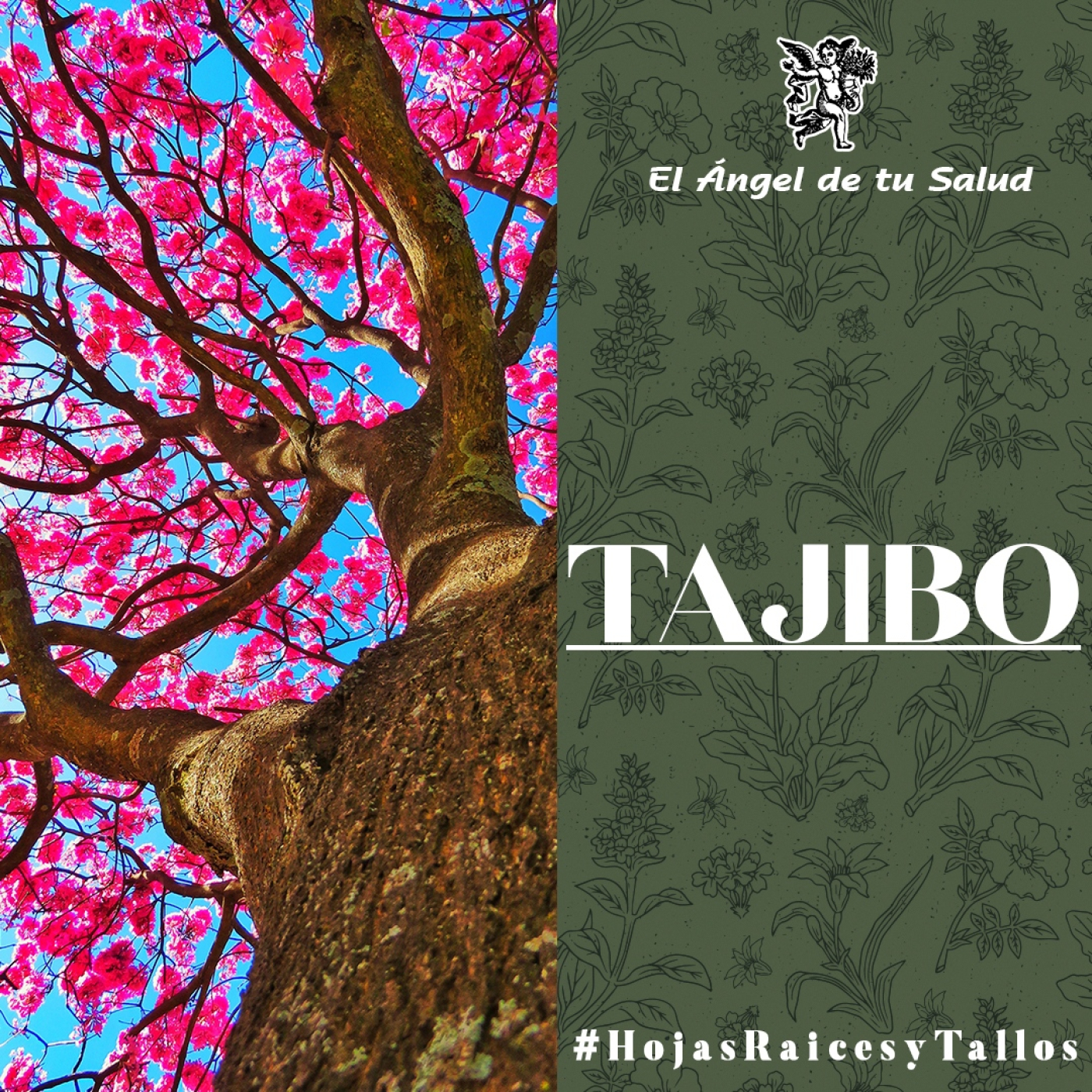 El Ángel de tu Salud -Tajibo** episode artwork
