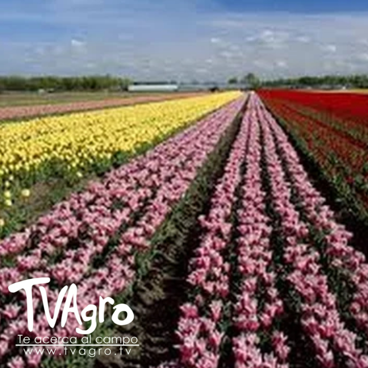 TV AGRO