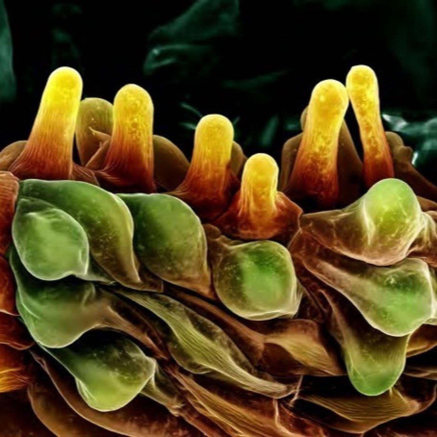 Fotciencia19