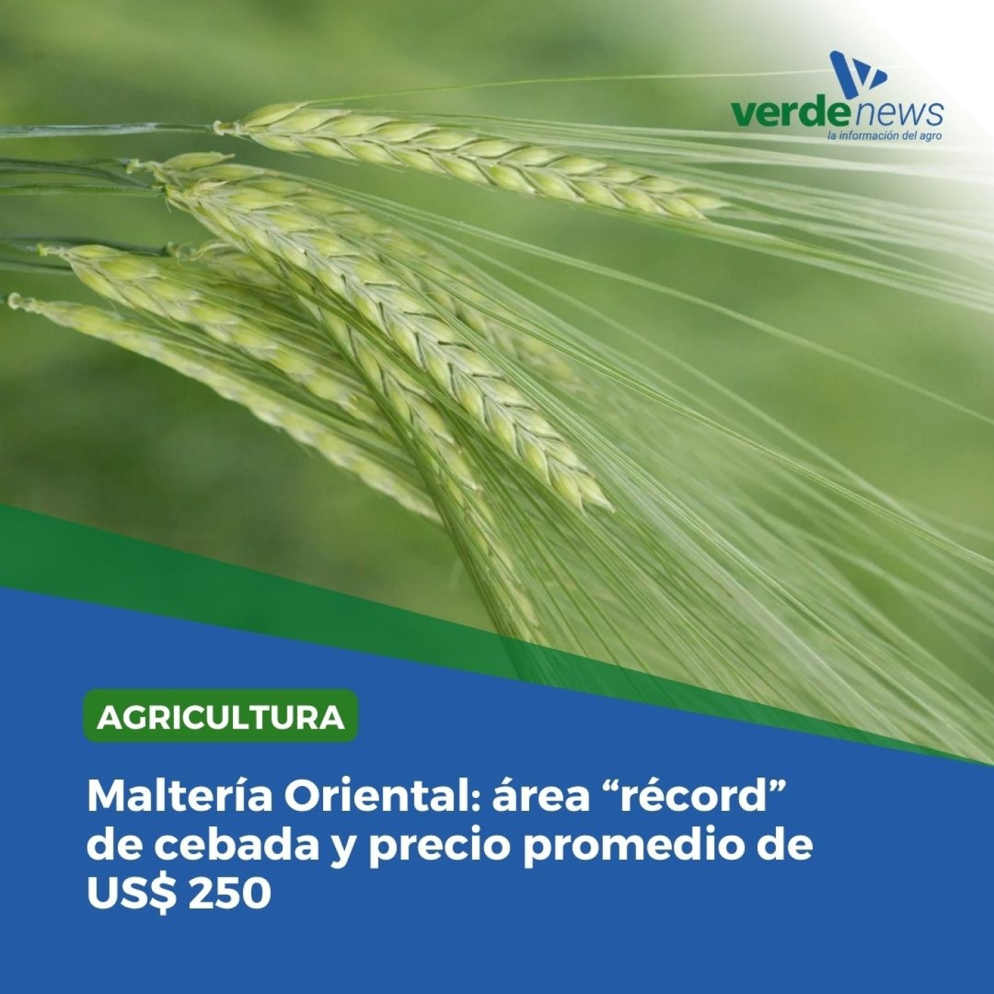 Bruno Maneiro - gerente agronómico de Maltería Oriental (MOSA) - 23/08/24 episode artwork