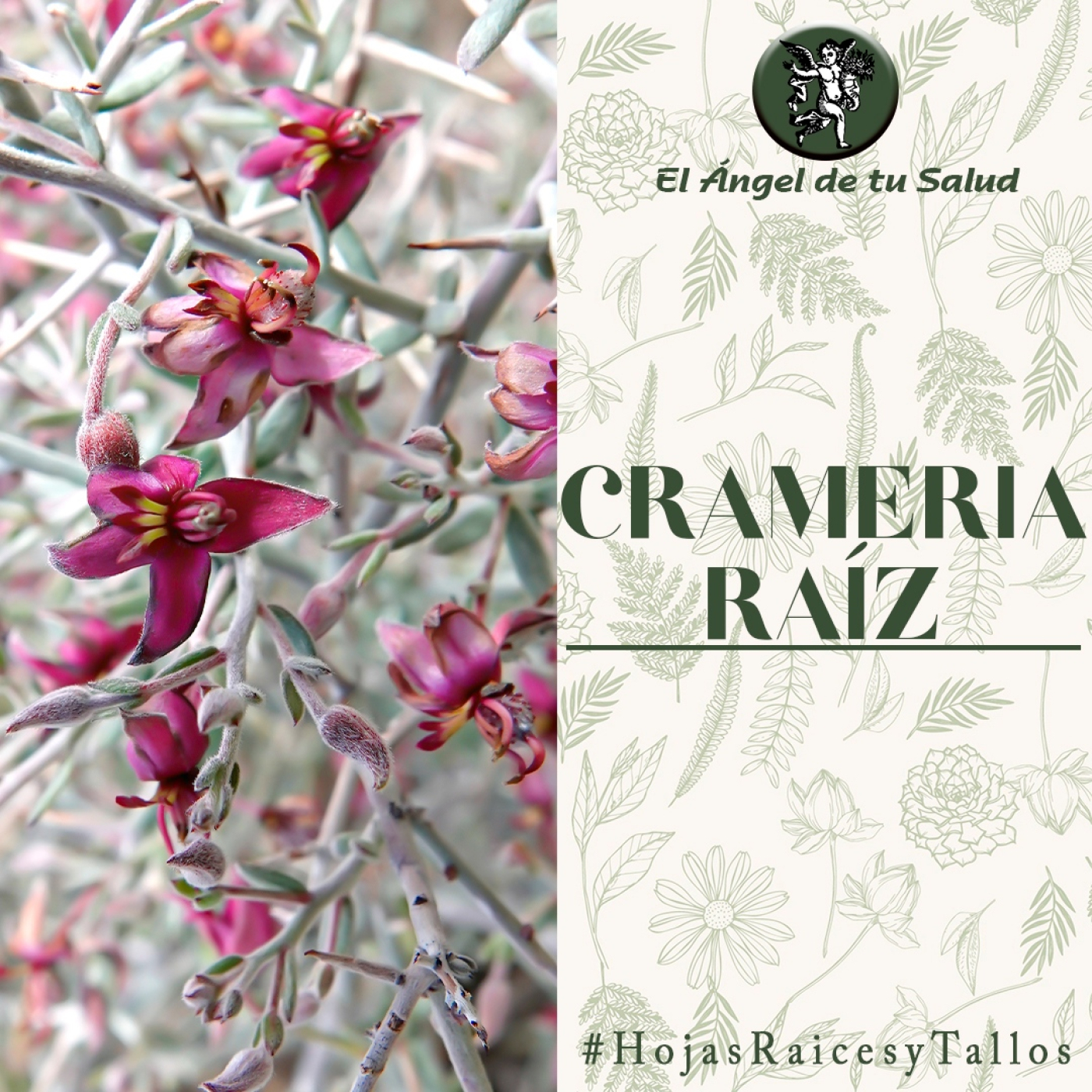 El Ángel de tu Salud - Crameria Raíz** episode artwork