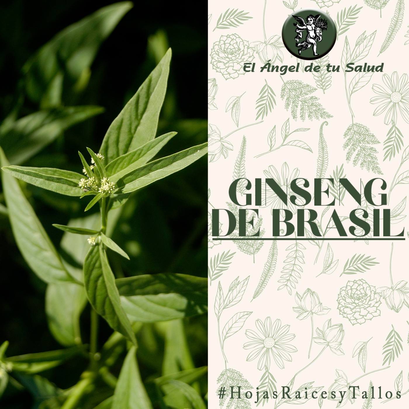 El Ángel de tu Salud - Ginseng de Brasil** episode artwork