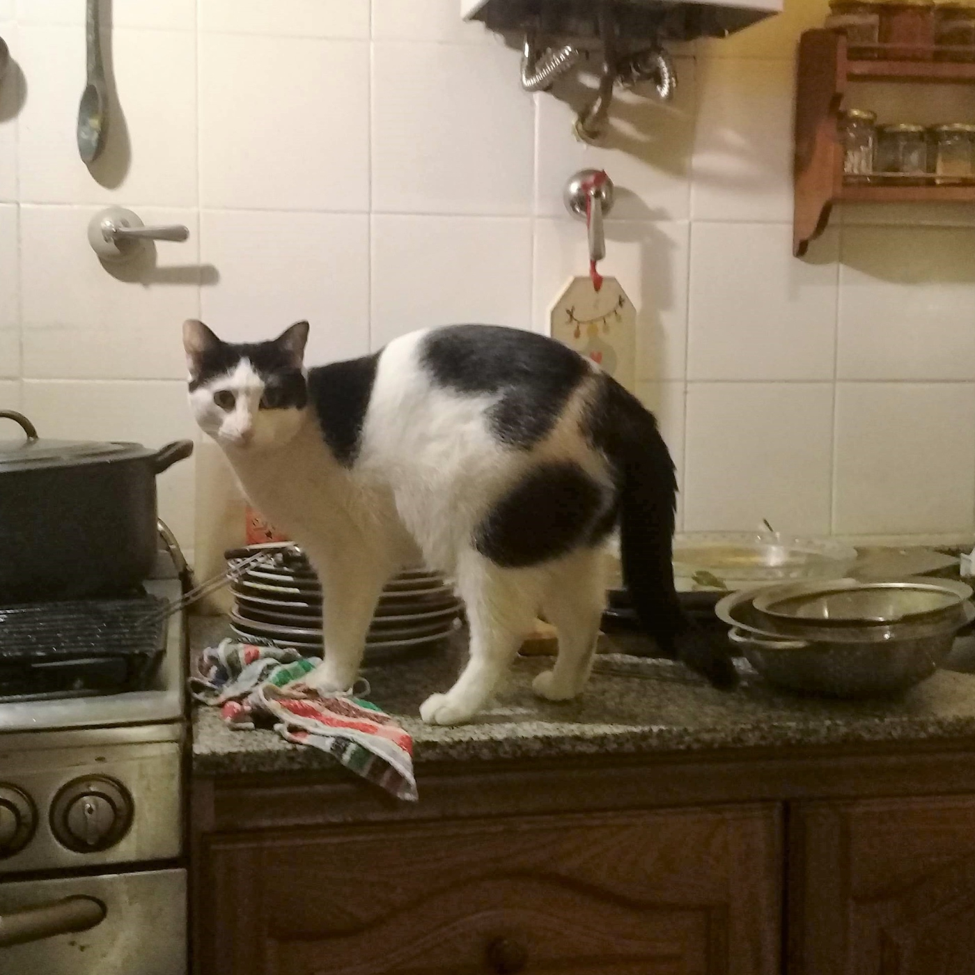 El sonido y la furia