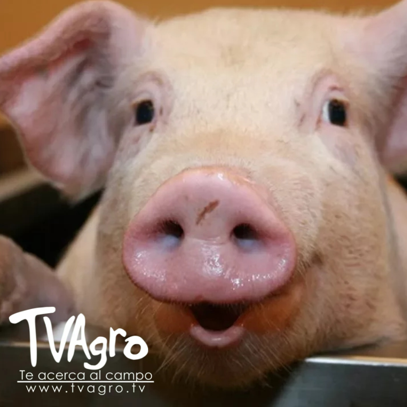 TV AGRO