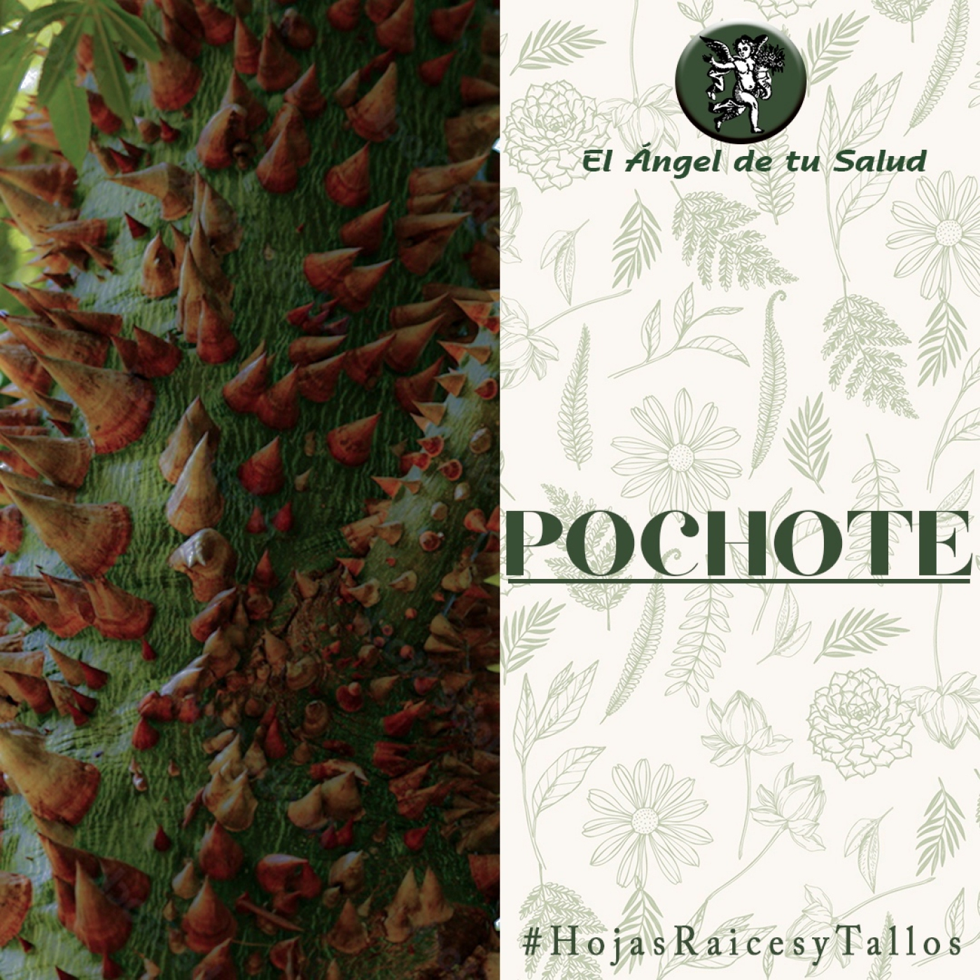 El Ángel de tu Salud - Pochote** episode artwork