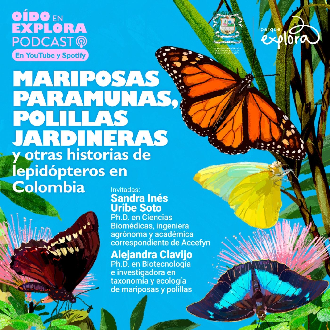 Mariposas paramunas, polillas jardineras y otras historias de lepidópteros en Colombia