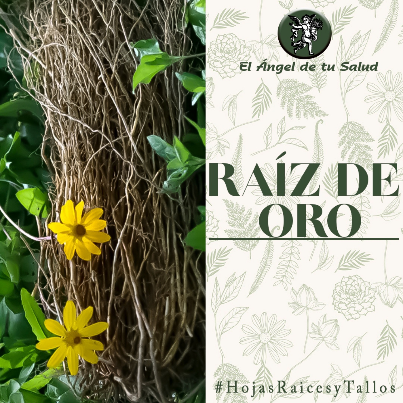 El Ángel de tu Salud - Raíz de Oro** episode artwork