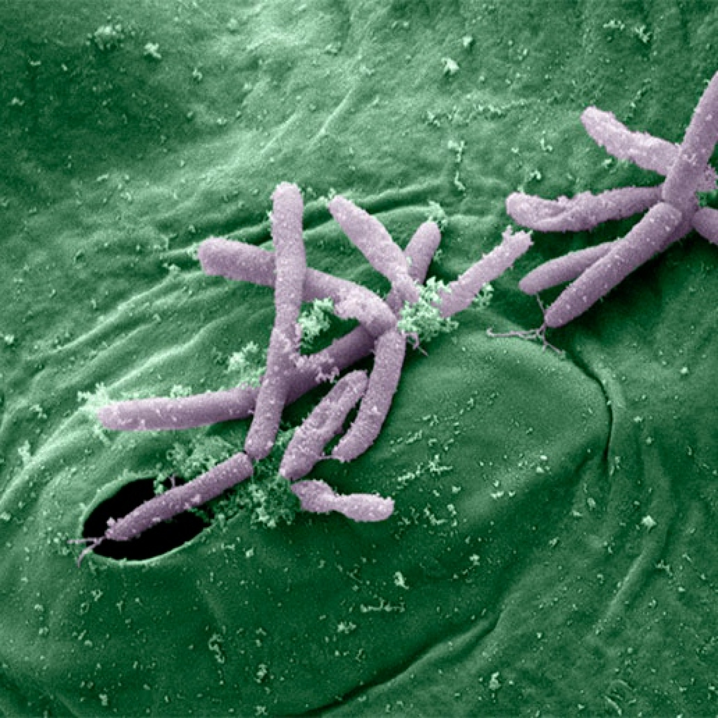 EHC 22T9- Pseudomona syringae, el bacteri capaç de fer ploure episode artwork