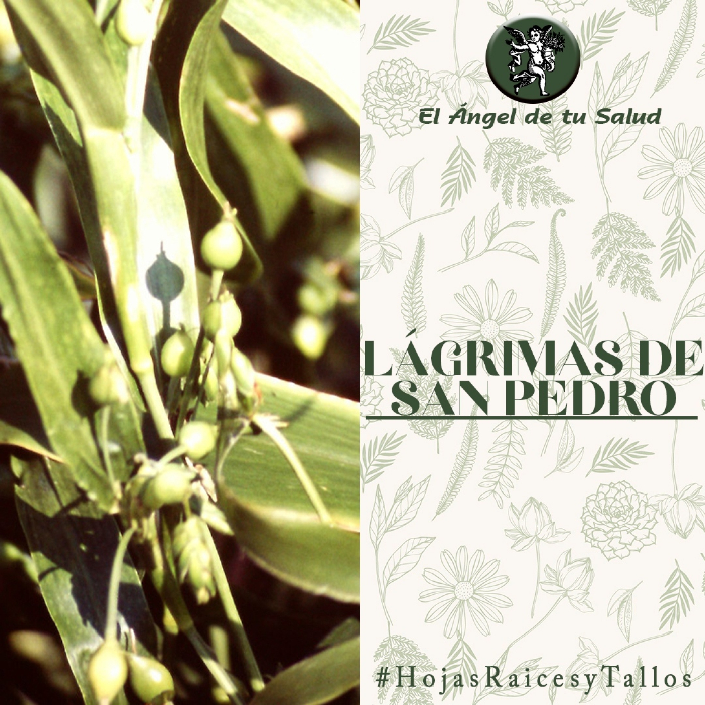 El Ángel de tu Salud - Lágrimas de San Pedro** episode artwork