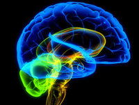 ¿Cómo funciona el cerebro humano?