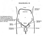 21. Diafragma pélvico y urogenital