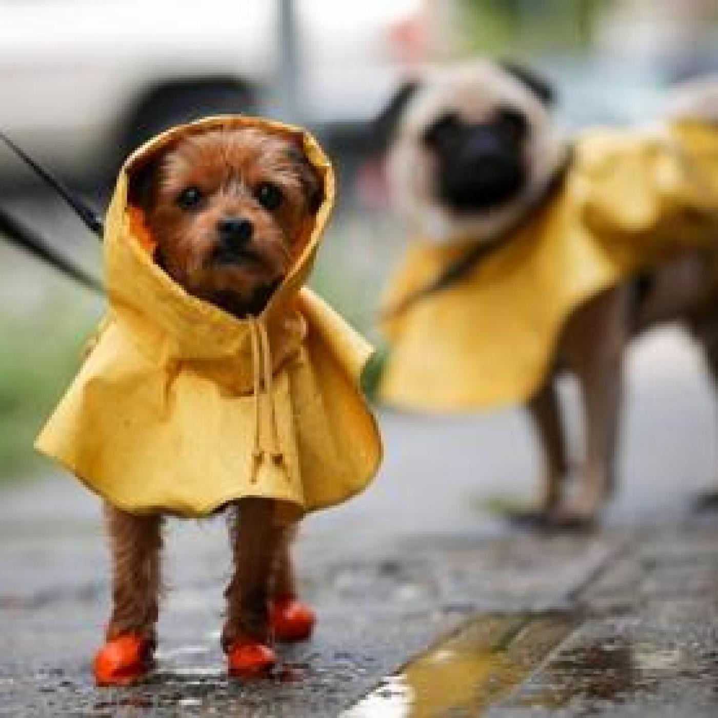 Nuestras Mascotas - Bajo la Lluvia