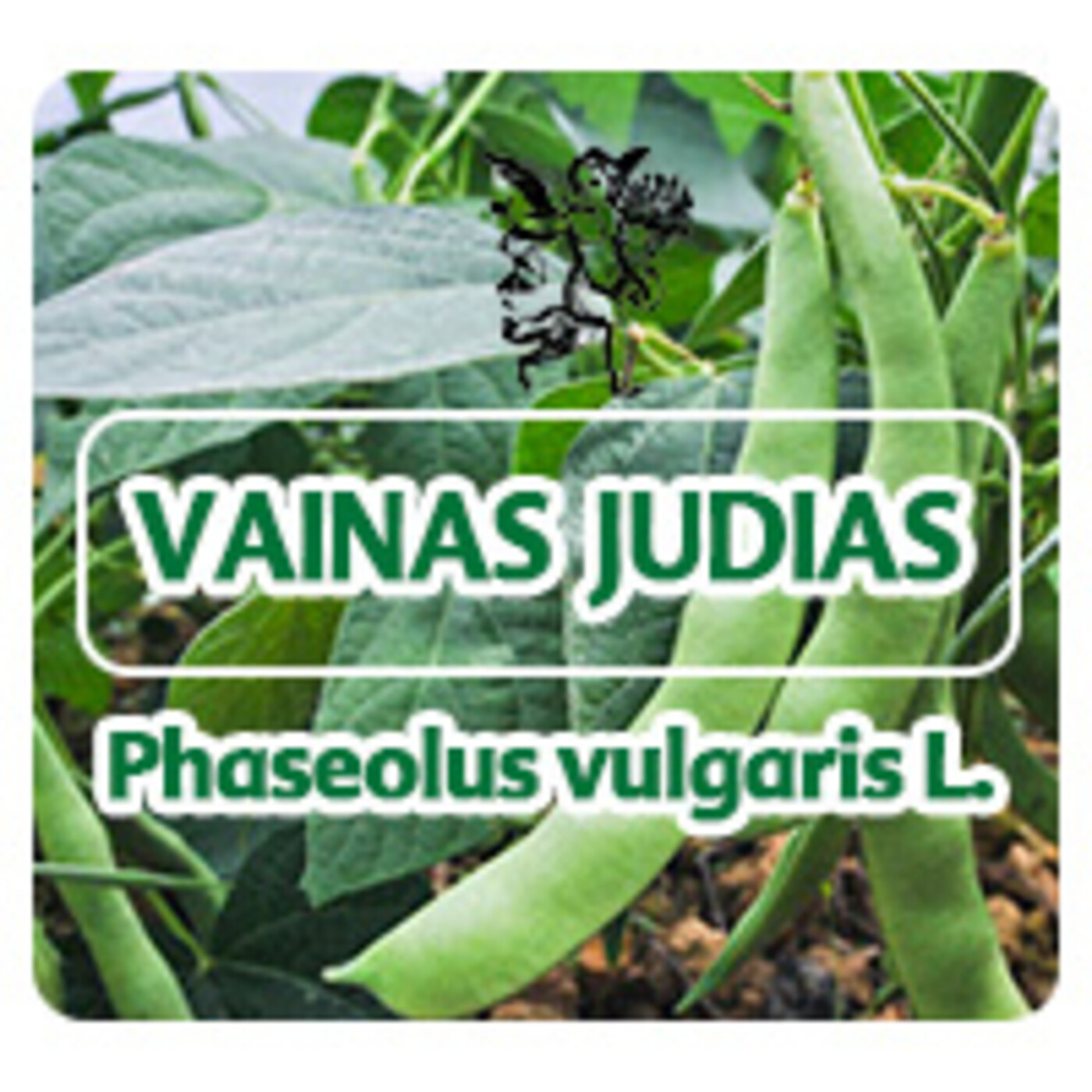 El Ángel de tu Salud - VAINAS JUDÍAS