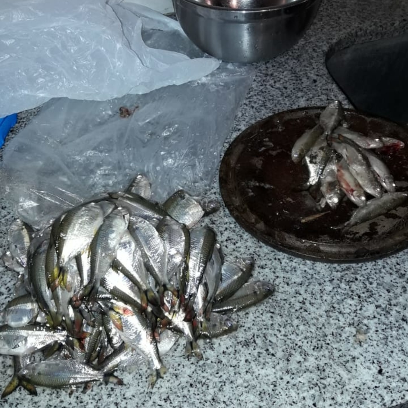 EL CHAMUYO DEL SATIRO