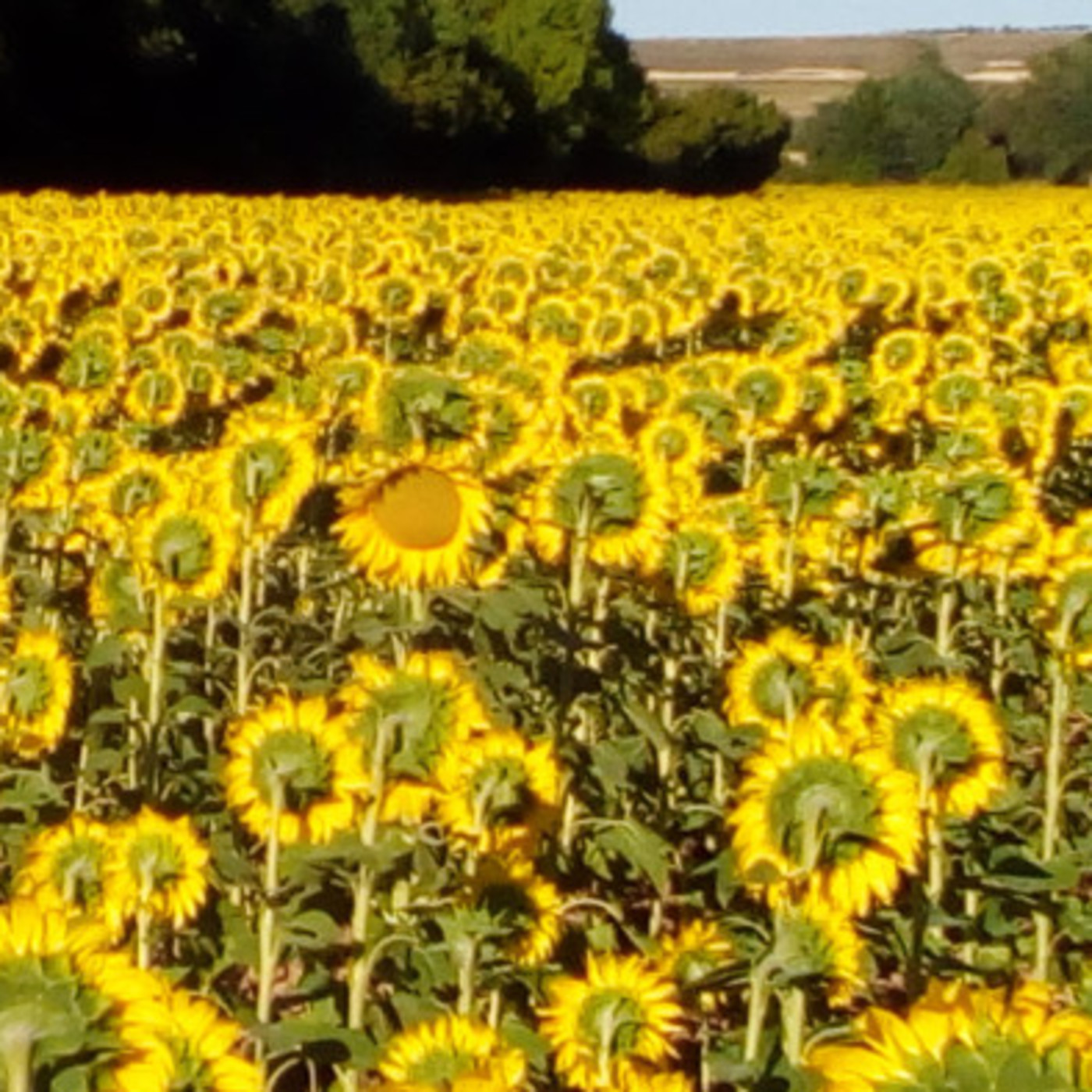 Entradas blog Osoa Accion Integral