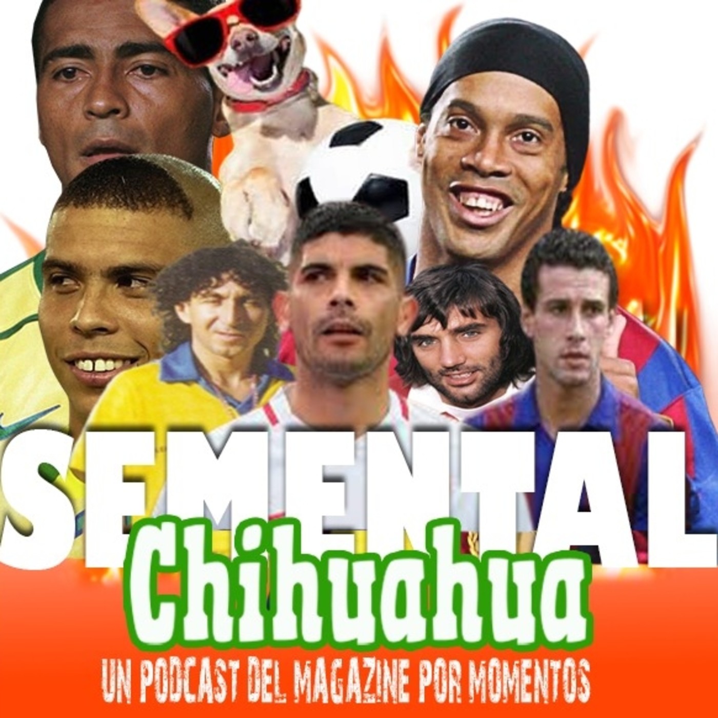 Semental Chihuahua