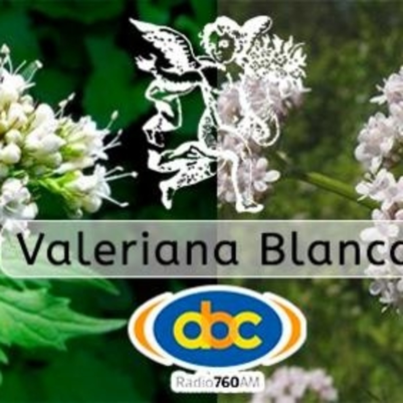 El Ángel de tu Salud - VALERIANA BLANCA episode artwork