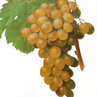 Podcast: La Uva Moscatel