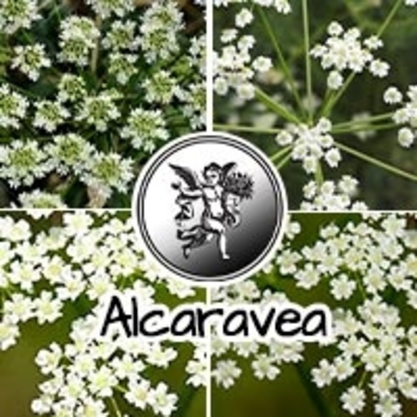El Angel de tu Salud - ALCARAVEA*