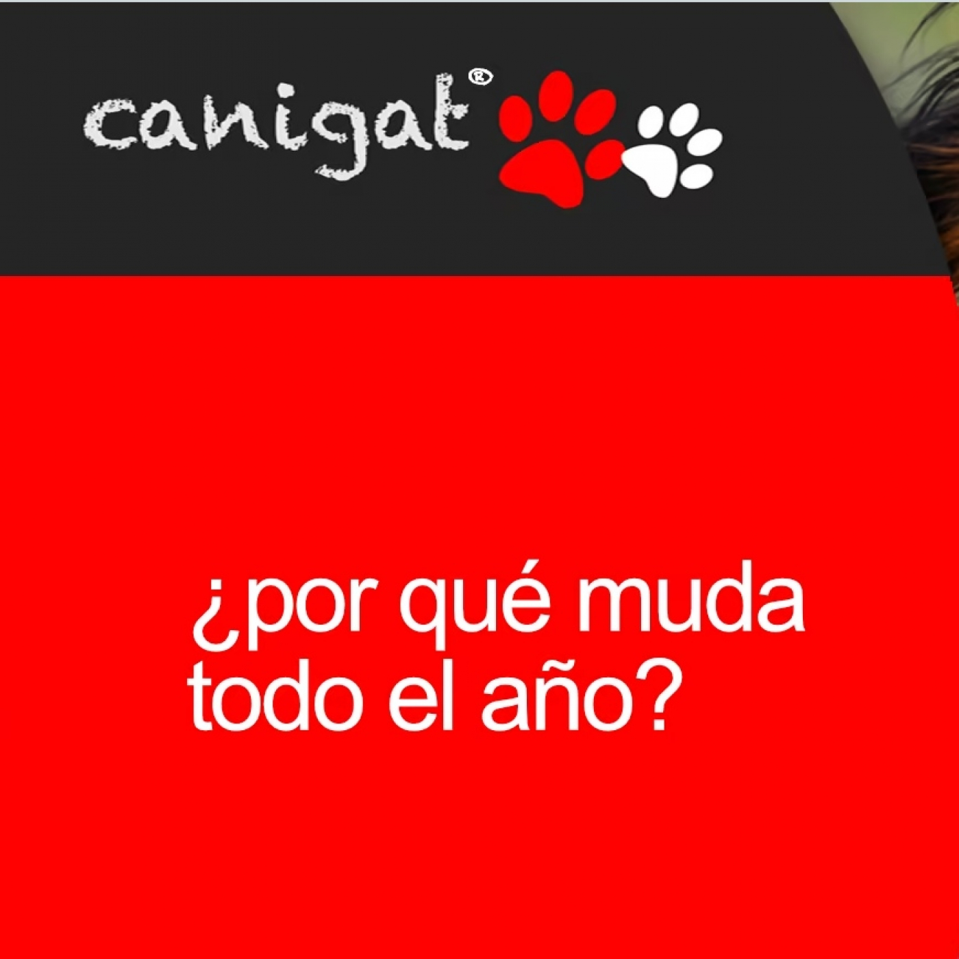 Consejos veterinarios de perros y gatos by canigat