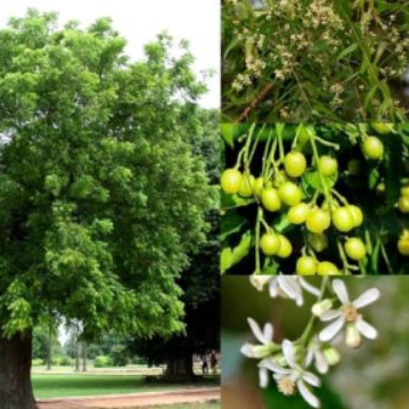 Neem: el árbol farmacia para cuidar tu salud episode artwork